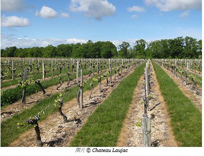 https://decanter.s3.amazonaws.com/assets/images/columnists/jane-anson/Chateau-Laujac-vineyard.jpg
